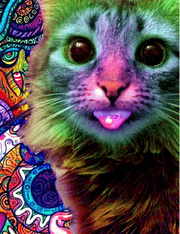 funny-gifs-trippy-cat