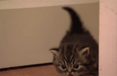 moodhoops-kitten-enters-the-room